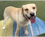 Small #1 Labrador Retriever Mix