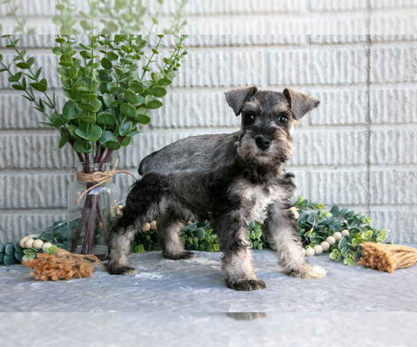 Medium Photo #3 Schnauzer (Miniature) Puppy For Sale in BALTIC, OH, USA