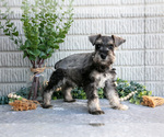 Small Photo #3 Schnauzer (Miniature) Puppy For Sale in BALTIC, OH, USA