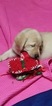 Small Photo #2 Labrador Retriever Puppy For Sale in GODFREY, IL, USA