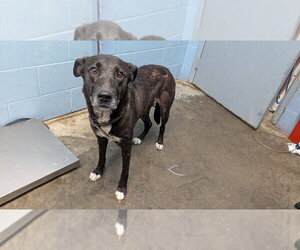 - Mix Dogs for adoption in Evansville, IN, USA