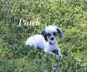 Poodle (Toy) Puppy for sale in CHANUTE, KS, USA