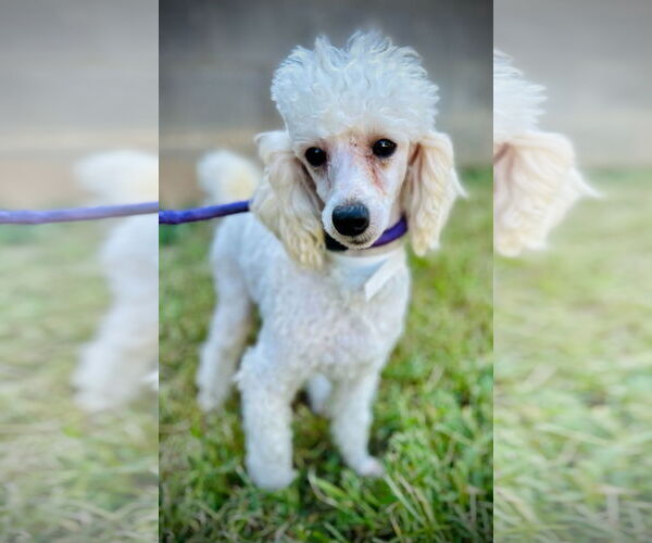 Medium Photo #2 Poodle (Toy) Puppy For Sale in Pacolet, SC, USA