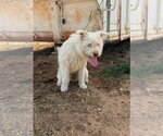Small #2 Mutt
