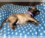 Small Photo #187 Belgian Malinois Puppy For Sale in REESEVILLE, WI, USA