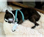 Small #4 Boston Terrier
