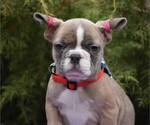 Small Photo #1 French Bulldog Puppy For Sale in GRESHAM, OR, USA