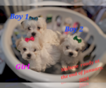 Image preview for Ad Listing. Nickname: LITTER OF 3