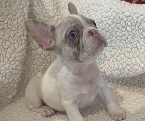 French Bulldog Puppy for sale in LAS VEGAS, NV, USA