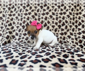 Jack Russell Terrier Puppy for sale in LAKELAND, FL, USA