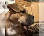 Small #3 Boxer Mix