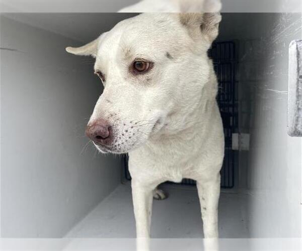 Medium Photo #1 Chow Chow-Unknown Mix Puppy For Sale in Houston, TX, USA