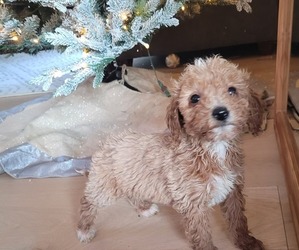 Goldendoodle (Miniature) Puppy for sale in LAKE STEVENS, WA, USA