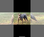 Small #5 Cane Corso