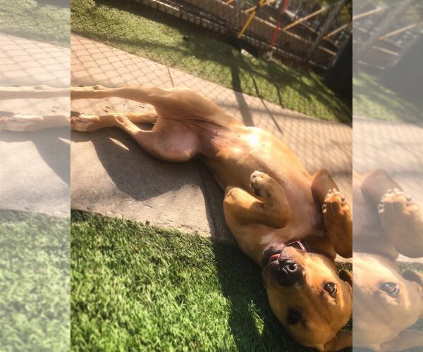 Medium Photo #8 Labrador Retriever-Unknown Mix Puppy For Sale in Dallas, TX, USA