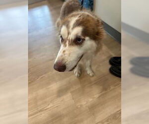 Medium Siberian Husky