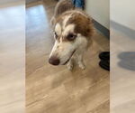 Small Siberian Husky
