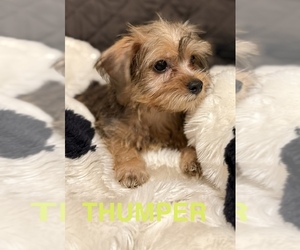 Yorkshire Terrier Puppy for Sale in ORLANDO, Florida USA
