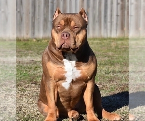 Mother of the American Bully puppies born on 12/20/2023