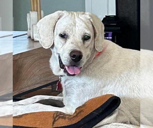 Medium Photo #5 Labrador Retriever-Unknown Mix Puppy For Sale in San Diego, CA, USA