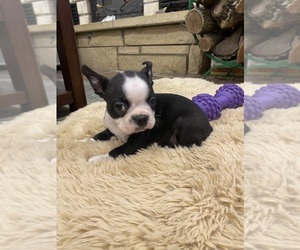 Boston Terrier Puppy for sale in FREDONIA, KS, USA