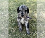 Small Photo #14 Bernedoodle Puppy For Sale in GILBERT, AZ, USA