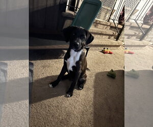 Mars – A Handsome Hunk of Chocolate! - Male Labrador Retriever-Unknown Mix Dog for Adoption - Photo #8