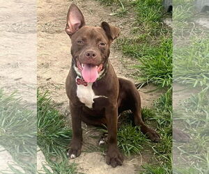 Mutt Dogs for adoption in Mount Laurel, NJ, USA