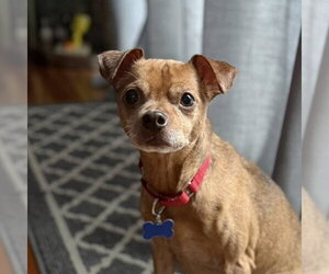 Russ - Male Chihuahua-Unknown Mix Dog for Adoption - Photo #3
