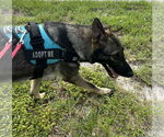 Small #2 German Shepherd Dog