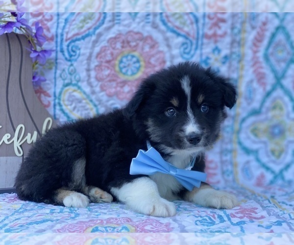 Full screen Photo #2 Miniature Australian Shepherd Puppy For Sale in LANCASTER, PA, USA