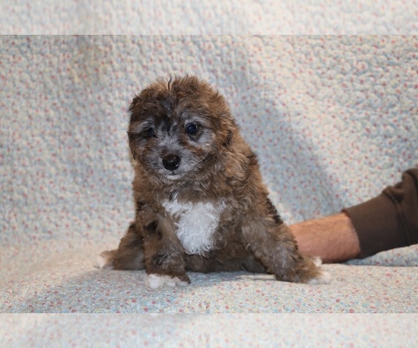 Medium Photo #11 Poodle (Toy) Puppy For Sale in DYERSBURG, TN, USA