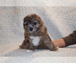 Small #10 Poodle (Toy)