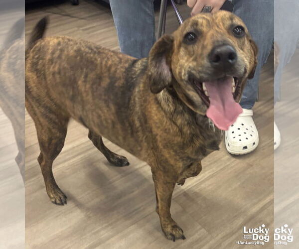 Medium Photo #2 Beagle-Unknown Mix Puppy For Sale in Washington, DC, USA