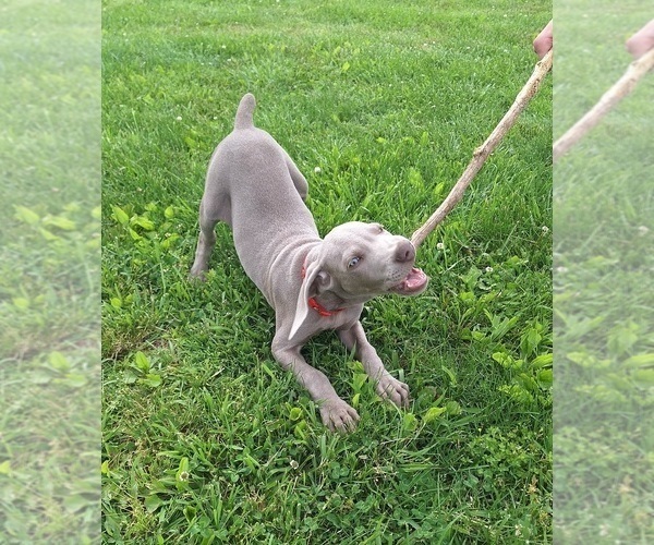 Medium Photo #4 Weimaraner Puppy For Sale in LEWISBURG, KY, USA