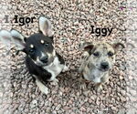Small #3 Australian Shepherd-Catahoula Leopard Dog Mix