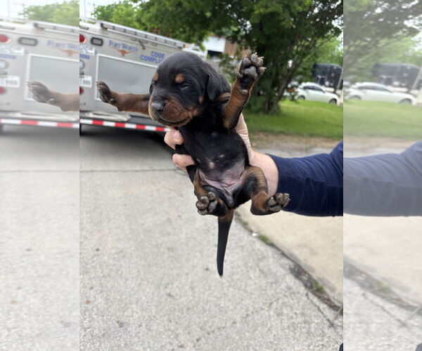 Medium Photo #4 Doberman Pinscher Puppy For Sale in Buffalo, MN, USA