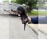 Small #3 Doberman Pinscher