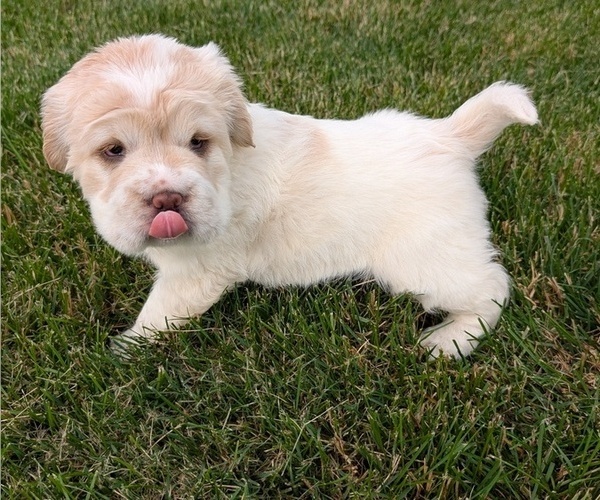 Medium Photo #2 Cocker-Pei Puppy For Sale in GOSHEN, IN, USA