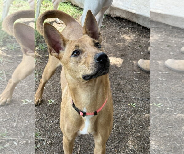 Medium Photo #1 Lab-Pointer Puppy For Sale in Phoenix, AZ, USA