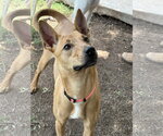 Jupiter - Female Lab-Pointer Dog for Adoption - Small photo