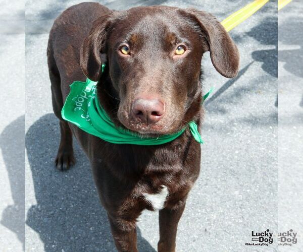 Medium Photo #4 Labrador Retriever-Retriever  Mix Puppy For Sale in Washington, DC, USA