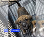 Small #1 Mutt