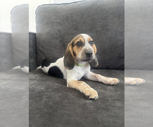 Beagle Puppy for sale in ORLANDO, FL, USA