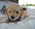Small Photo #7 Poodle (Miniature) Puppy For Sale in HONEY BROOK, PA, USA