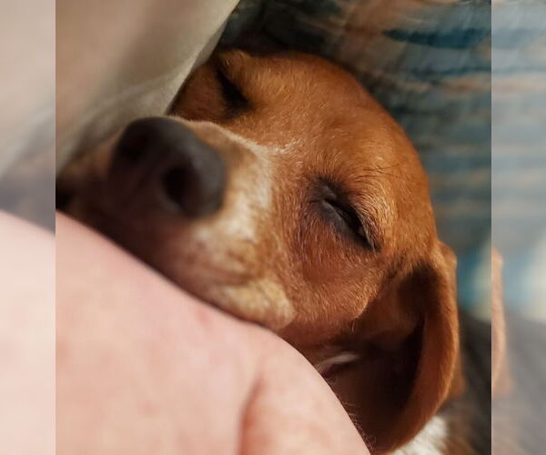 Medium Photo #4 Beagle Puppy For Sale in Dunnellon, FL, USA