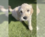 Small Photo #6 Goldendoodle Puppy For Sale in RAMONA, CA, USA