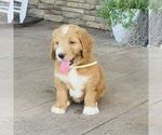 Small #2 Goldendoodle