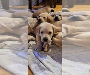 Labrador Retriever Puppy for sale in WEST FARGO, ND, USA