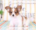 Small Photo #3 Papillon Puppy For Sale in MOUNT VERNON, OH, USA